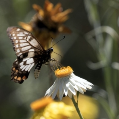 Papilio anactus (Dainty Swallowtail) at Acton, ACT - 16 Feb 2018 by Alison Milton