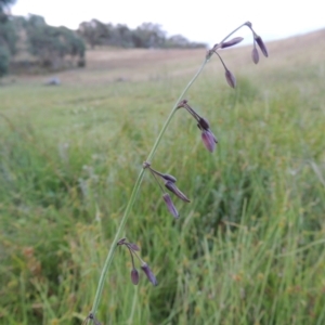 Arthropodium milleflorum at Rob Roy Spring 2(F) - 3 Feb 2018