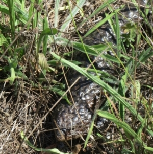 Tiliqua rugosa at Hawker, ACT - 17 Mar 2016