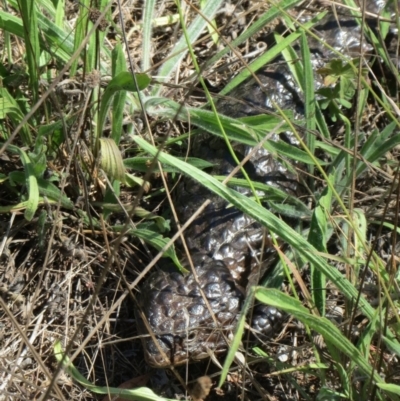 Tiliqua rugosa (Shingleback Lizard) at The Pinnacle - 17 Mar 2016 by sangio7