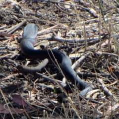 Pseudechis porphyriacus (Red-bellied Black Snake) at The Pinnacle - 16 Apr 2015 by sangio7