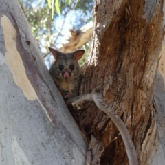 Trichosurus vulpecula (Common Brushtail Possum) at Hackett, ACT - 17 Feb 2018 by WalterEgo