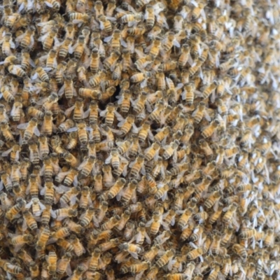 Apis mellifera (European honey bee) at Mount Ainslie - 17 Feb 2018 by WalterEgo