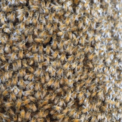 Apis mellifera (European honey bee) at Hackett, ACT - 18 Feb 2018 by WalterEgo