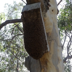 Apis mellifera at Hackett, ACT - 18 Feb 2018 08:20 AM