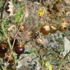 Solanum cinereum (Narrawa Burr) at Majura, ACT - 18 Feb 2018 by WalterEgo