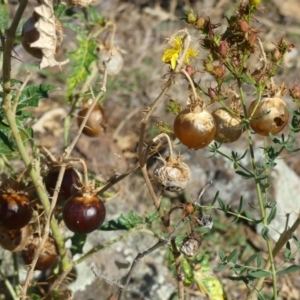 Solanum cinereum at Majura, ACT - 18 Feb 2018 07:47 AM