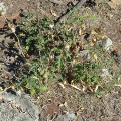 Solanum cinereum at Majura, ACT - 18 Feb 2018 07:47 AM