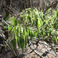 Celtis australis (Nettle Tree) at Majura, ACT - 18 Feb 2018 by WalterEgo