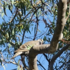 Phaps chalcoptera (Common Bronzewing) at Hackett, ACT - 18 Feb 2018 by WalterEgo