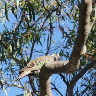 Phaps chalcoptera (Common Bronzewing) at Hackett, ACT - 17 Feb 2018 by WalterEgo