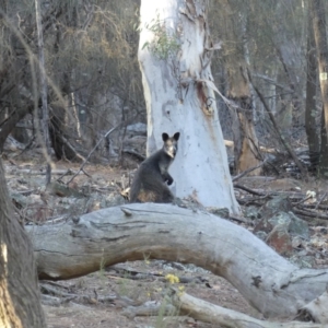 Wallabia bicolor at Hackett, ACT - 18 Feb 2018 07:21 AM