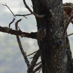 Cormobates leucophaea (White-throated Treecreeper) at Majura, ACT - 18 Feb 2018 by WalterEgo