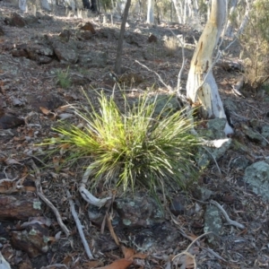 Lomandra longifolia at Majura, ACT - 18 Feb 2018 07:33 AM