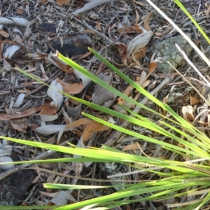 Lomandra longifolia at Majura, ACT - 18 Feb 2018 07:33 AM