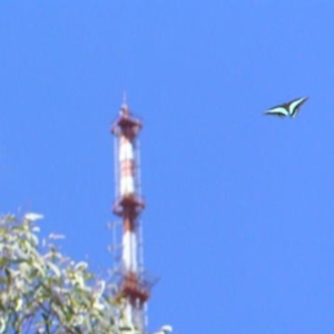 Graphium choredon at Point 4999 - 18 Feb 2018 12:00 AM