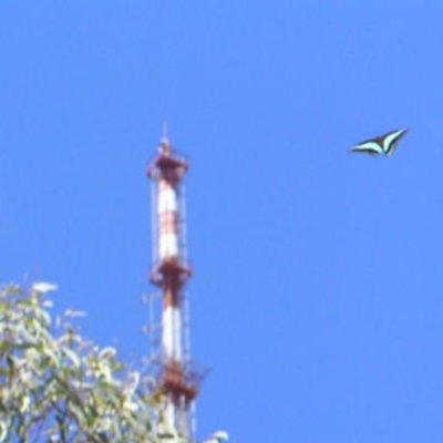 Graphium choredon (Blue Triangle) at Point 4999 - 18 Feb 2018 by MatthewFrawley