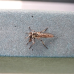 Cerdistus sp. (genus) (Yellow Slender Robber Fly) at Acton, ACT - 16 Feb 2018 by Qwerty