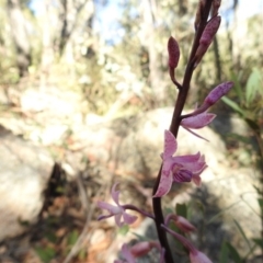 Dipodium roseum at Paddys River, ACT - suppressed