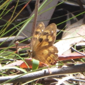 Heteronympha solandri at Cotter River, ACT - 12 Feb 2018