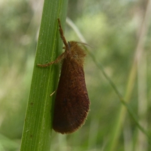 Fraus (genus) at Cotter River, ACT - 12 Feb 2018 03:53 PM