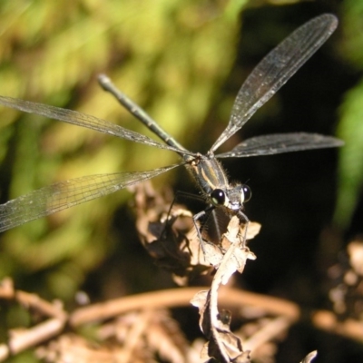 Austroargiolestes icteromelas (Common Flatwing) at Canberra Central, ACT - 17 Feb 2018 by MatthewFrawley