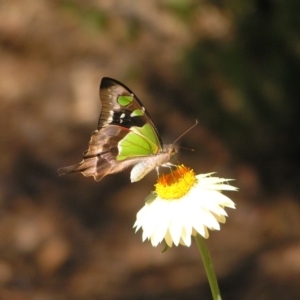 Graphium macleayanum at Acton, ACT - 18 Feb 2018