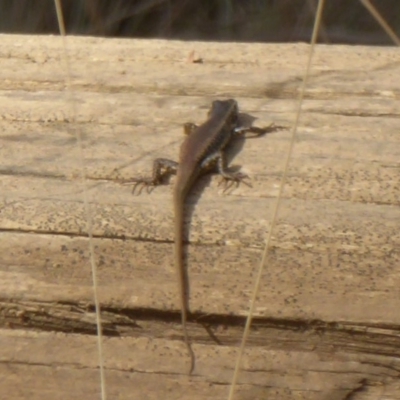 Eulamprus heatwolei (Yellow-bellied Water Skink) at Cotter River, ACT - 12 Feb 2018 by Christine