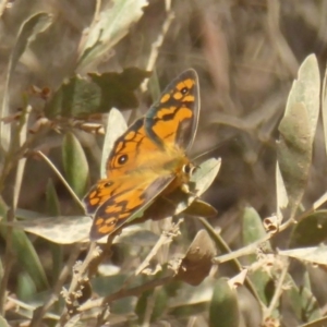 Heteronympha penelope at Cotter River, ACT - 12 Feb 2018