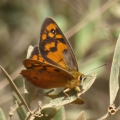 Heteronympha penelope at Cotter River, ACT - 12 Feb 2018