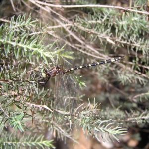 Synthemis eustalacta at Acton, ACT - 18 Feb 2018 11:04 AM