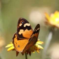 Heteronympha merope (Common Brown Butterfly) at Acton, ACT - 15 Feb 2018 by Alison Milton