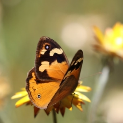 Heteronympha merope (Common Brown Butterfly) at Acton, ACT - 16 Feb 2018 by AlisonMilton