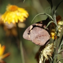 Heteronympha merope at Acton, ACT - 16 Feb 2018 09:33 AM