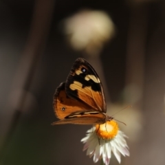 Heteronympha merope at Acton, ACT - 16 Feb 2018 09:33 AM