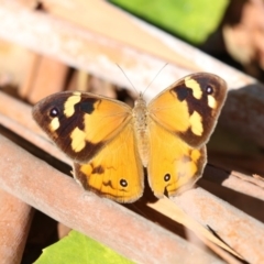 Heteronympha merope at Acton, ACT - 16 Feb 2018 09:33 AM