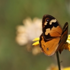 Heteronympha merope at Acton, ACT - 16 Feb 2018 09:33 AM