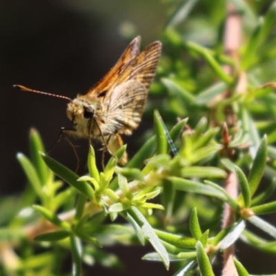 Ocybadistes walkeri (Green Grass-dart) at Acton, ACT - 16 Feb 2018 by Alison Milton