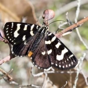 Phalaenoides tristifica at Acton, ACT - 16 Feb 2018 09:22 AM