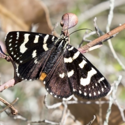 Phalaenoides tristifica (Willow-herb Day-moth) at ANBG - 15 Feb 2018 by Alison Milton