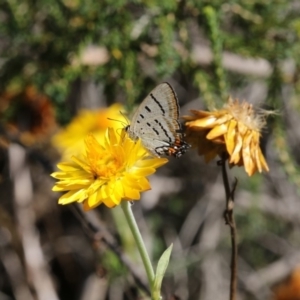 Jalmenus evagoras at Acton, ACT - 16 Feb 2018 04:03 PM