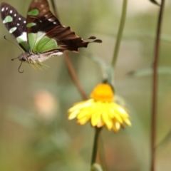 Graphium macleayanum (Macleay's Swallowtail) at Acton, ACT - 16 Feb 2018 by AlisonMilton