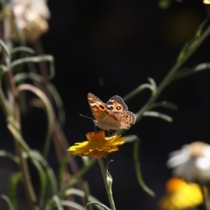 Junonia villida at Acton, ACT - 16 Feb 2018 02:36 PM