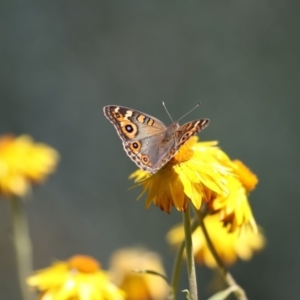 Junonia villida at Acton, ACT - 16 Feb 2018 02:36 PM