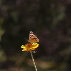 Junonia villida at Acton, ACT - 16 Feb 2018 02:36 PM