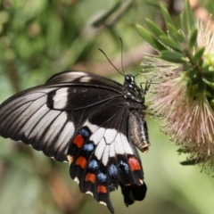 Papilio aegeus (Orchard Swallowtail, Large Citrus Butterfly) at Acton, ACT - 15 Feb 2018 by AlisonMilton