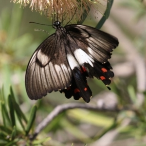 Papilio aegeus at Acton, ACT - 16 Feb 2018