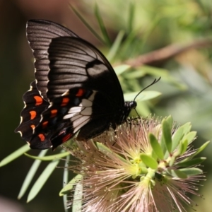 Papilio aegeus at Acton, ACT - 16 Feb 2018