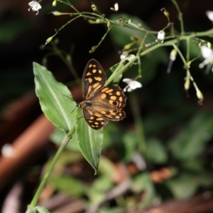 Heteronympha paradelpha at Acton, ACT - 16 Feb 2018