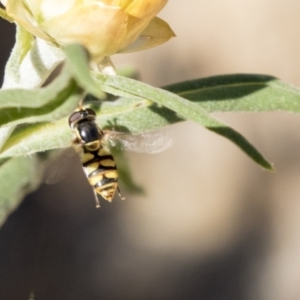 Simosyrphus grandicornis at Acton, ACT - 16 Feb 2018